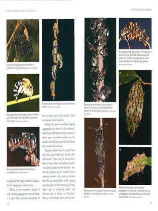 A guide to native bees of Australia.
