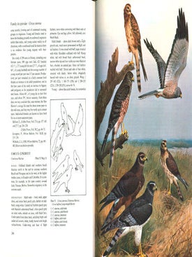 Eagles, hawks and falcons of the world.