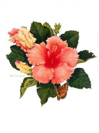 Hibiscus [volume one only].