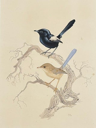 Black and White Wren Malurus leucopterus