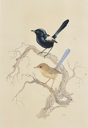 Stock ID 46510 Black and White Wren Malurus leucopterus. Peter Slater