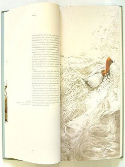 Studies and sketches of a bird painter.