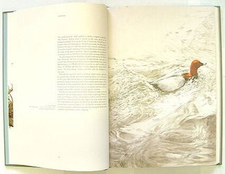 Studies and sketches of a bird painter.