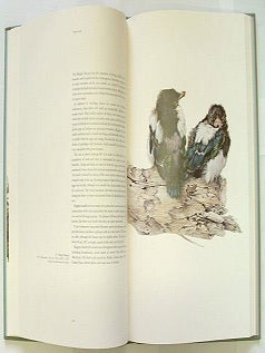 Studies and sketches of a bird painter.