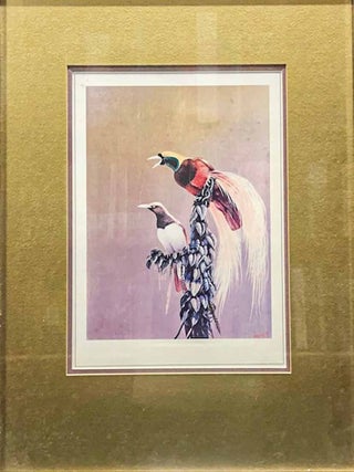 Lesser Bird of Paradise [print