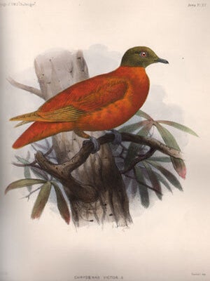 Report on the birds collected during the voyage of HMS Challenger during the years 1873-76 [drop...
