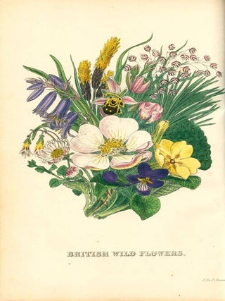 British Wild Flowers ... described, with an introduction and key to the natural order by C....