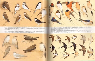Handbook of the birds of Europe, the Middle East and North Africa. The birds of the Western Palearctic [BWP], volume five: Tyrant flycatchers to thrushes.