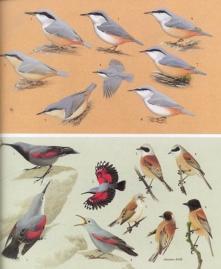 Handbook of the birds of Europe, the Middle East and North Africa. The birds of the Western Palearctic [BWP], volume seven: Flycatchers to shrikes.