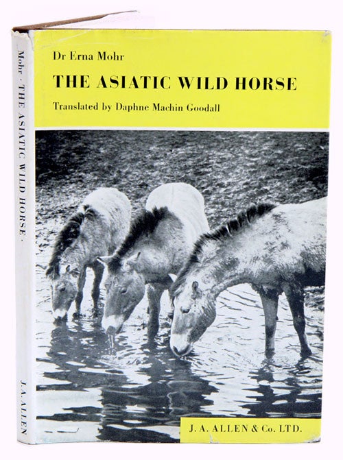 Stock ID 4914 The Asiatic wild horse Equus przevalskii Poliakoff, 1881. Erna Mohr.