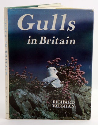 Stock ID 4922 Gulls in Britain. Richard Vaughan