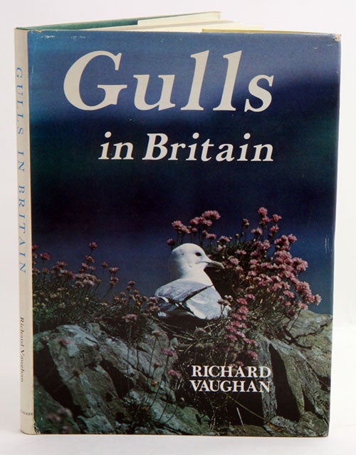 Stock ID 4922 Gulls in Britain. Richard Vaughan.