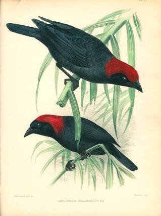 A monograph of the weaver-birds, Ploceidae, and arboreal and terrestrial finches, Fringillidae.