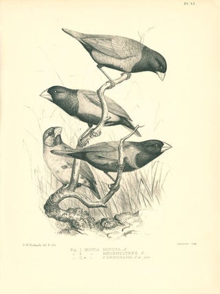 A monograph of the weaver-birds, Ploceidae, and arboreal and terrestrial finches, Fringillidae.