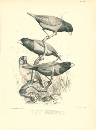 A monograph of the weaver-birds, Ploceidae, and arboreal and terrestrial finches, Fringillidae.