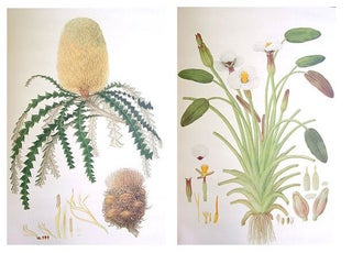 The Australian flower paintings of Ferdinand Bauer.