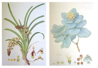 The Australian flower paintings of Ferdinand Bauer.