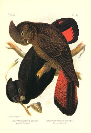 The Cockatoos and Nestors of Australia and New Zealand [facsimile].