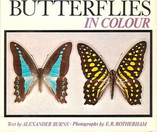 Stock ID 5545 Australian butterflies in colour. Alexander Burns
