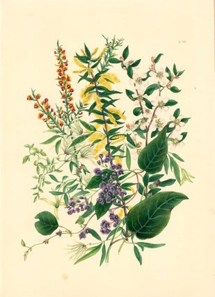 The wild flowers around Melbourne.