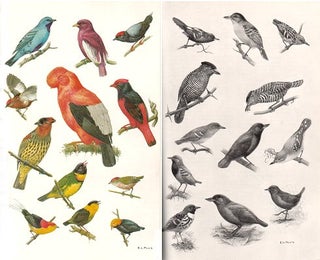 The birds of Colombia: and adjacent areas of South and Central America.