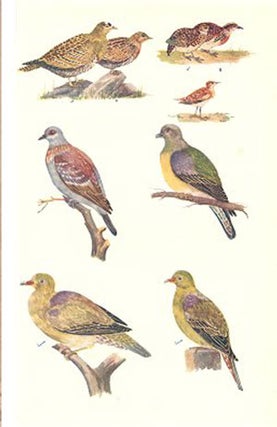 Some game birds of West Africa.
