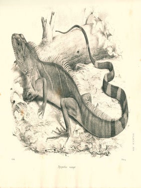 The reptiles of British India.