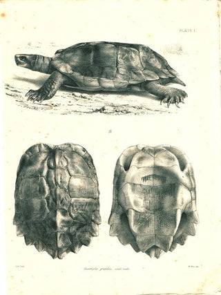 The reptiles of British India.