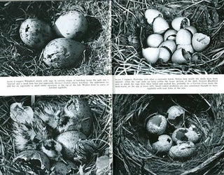 The nest record scheme.