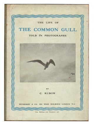 Stock ID 7887 The life of the Common Gull told in photographs. C. Rubow