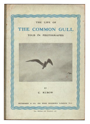 Stock ID 7887 The life of the Common Gull told in photographs. C. Rubow