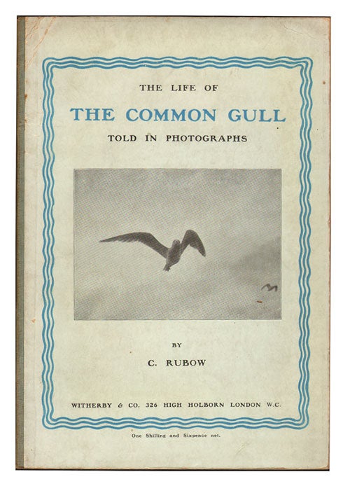 Stock ID 7887 The life of the Common Gull told in photographs. C. Rubow.