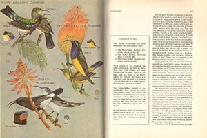 The sunbirds of southern Africa. also the sugarbirds, the white-eyes and the spotted Creeper.