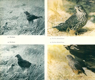 More New Zealand bird portraits.