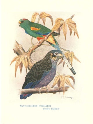 Parrots and parrot-like birds in aviculture.