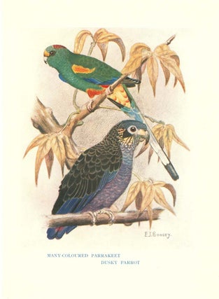 Parrots and parrot-like birds in aviculture.