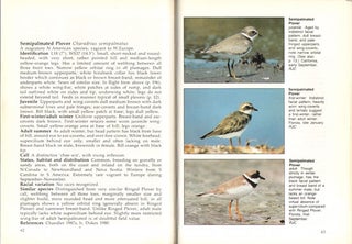 North Atlantic shorebirds: a photographic guide to the waders of western Europe and eastern North America.