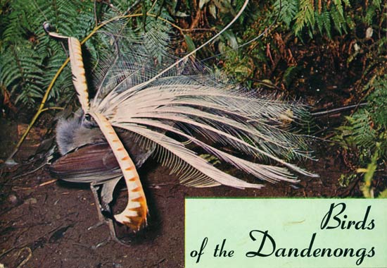 Stock ID 8528 Birds of the Dandenongs: an occurrence record. W. Roy Wheeler.
