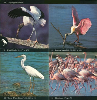 The Audubon Society field guide to North American birds: eastern region.