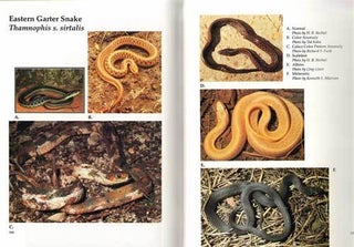 Reptile and amphibian variants: colors, patterns, and scales.