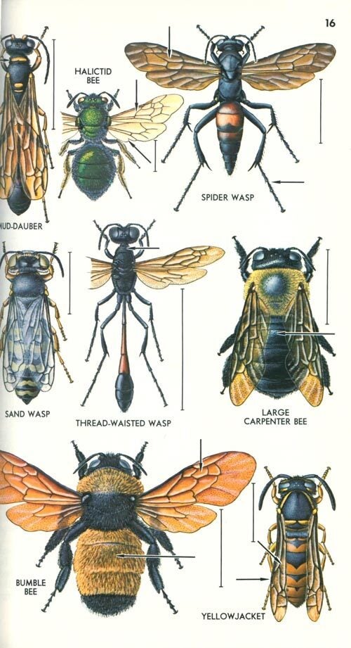 thumbnail image 2 of A Peterson Field Guide To Insects: America North Of Mexico – 2nd Edition, 1998, Used Good Condition 2 of 5