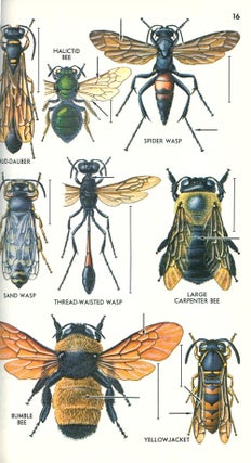 A field guide to insects: America north of Mexico.