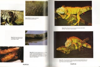 Iguana Iguana: guide for successful captive care.