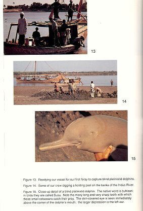 Phyllis, Phallus and Genghis Cohen and other creatures I have known.
