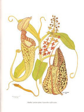 Enchanted gardens of Kinabalu: a Borneo diary.