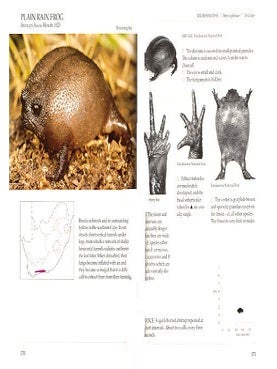 South African frogs: a complete guide.
