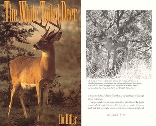 Stock ID 9847 The White-tailed Deer. Ilo Hiller